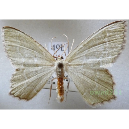 Hemithea aestivaria (Hübner, 1789) Czech49b
